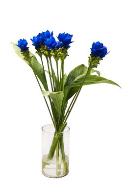 זר פרחי קורקומיה כחול